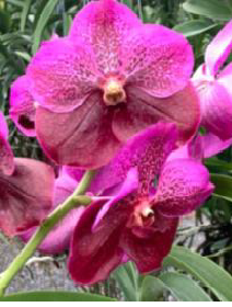 その他 S.M. Novella Vanda Suavis 50mLx2 S.M. Novella Vanda Suavis 50mLx2